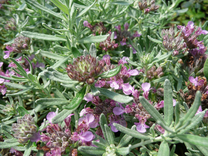 *RETAIL - Teucrium cossonii