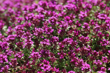 *RETAIL - Thymus praecox ssp. arcticus 'Coccineus'
