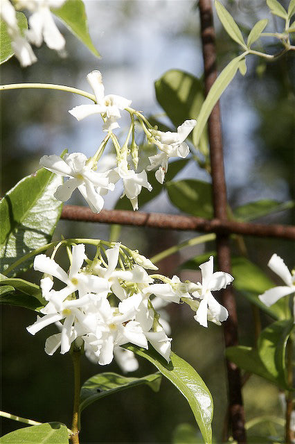 Trachelospermum jasminoides 'Madison'