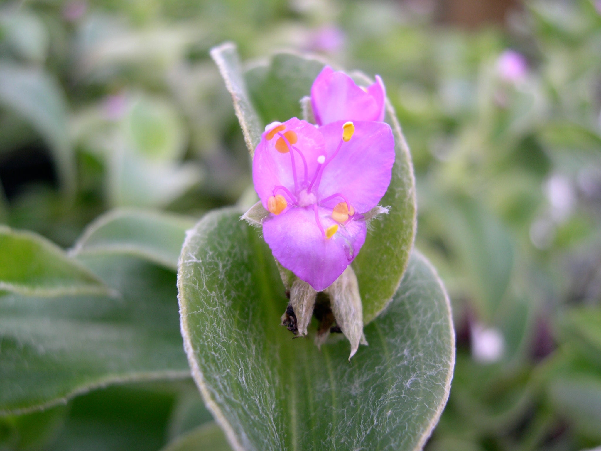 Cistus_Nursery_Tradescantia_si