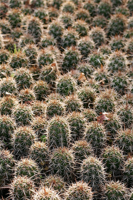 Trichocereus chiloensis var. eburneus