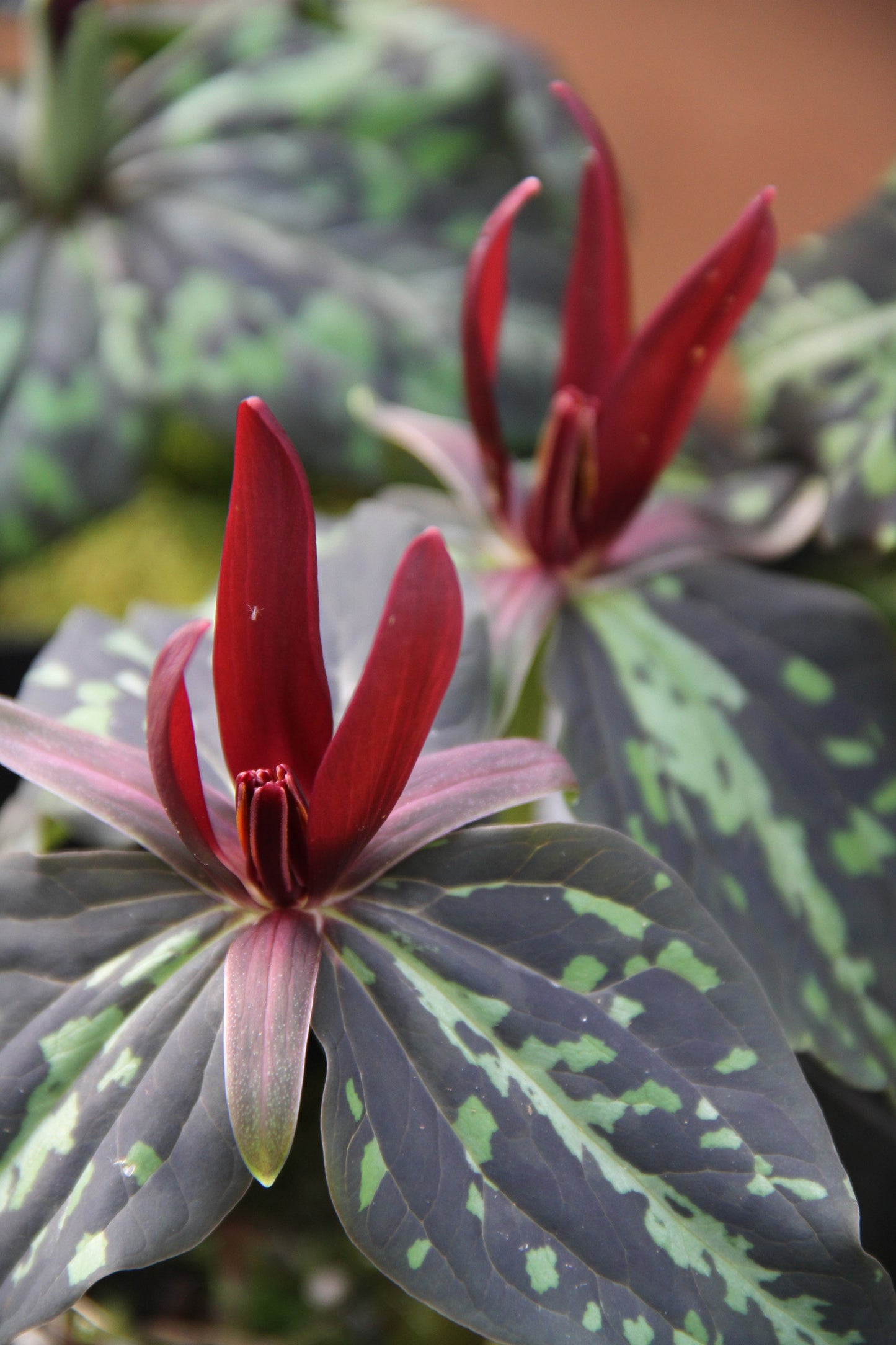Trillium kurabayashii - Cistus Dark Mottled Strain