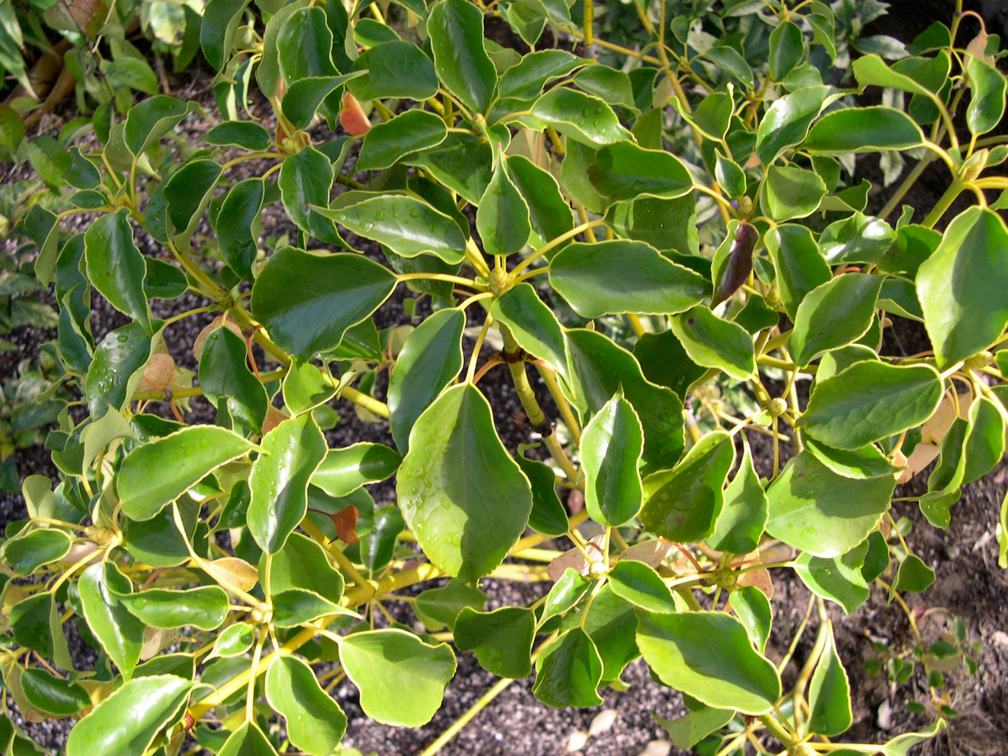 *RETAIL - Trochodendron araliodes