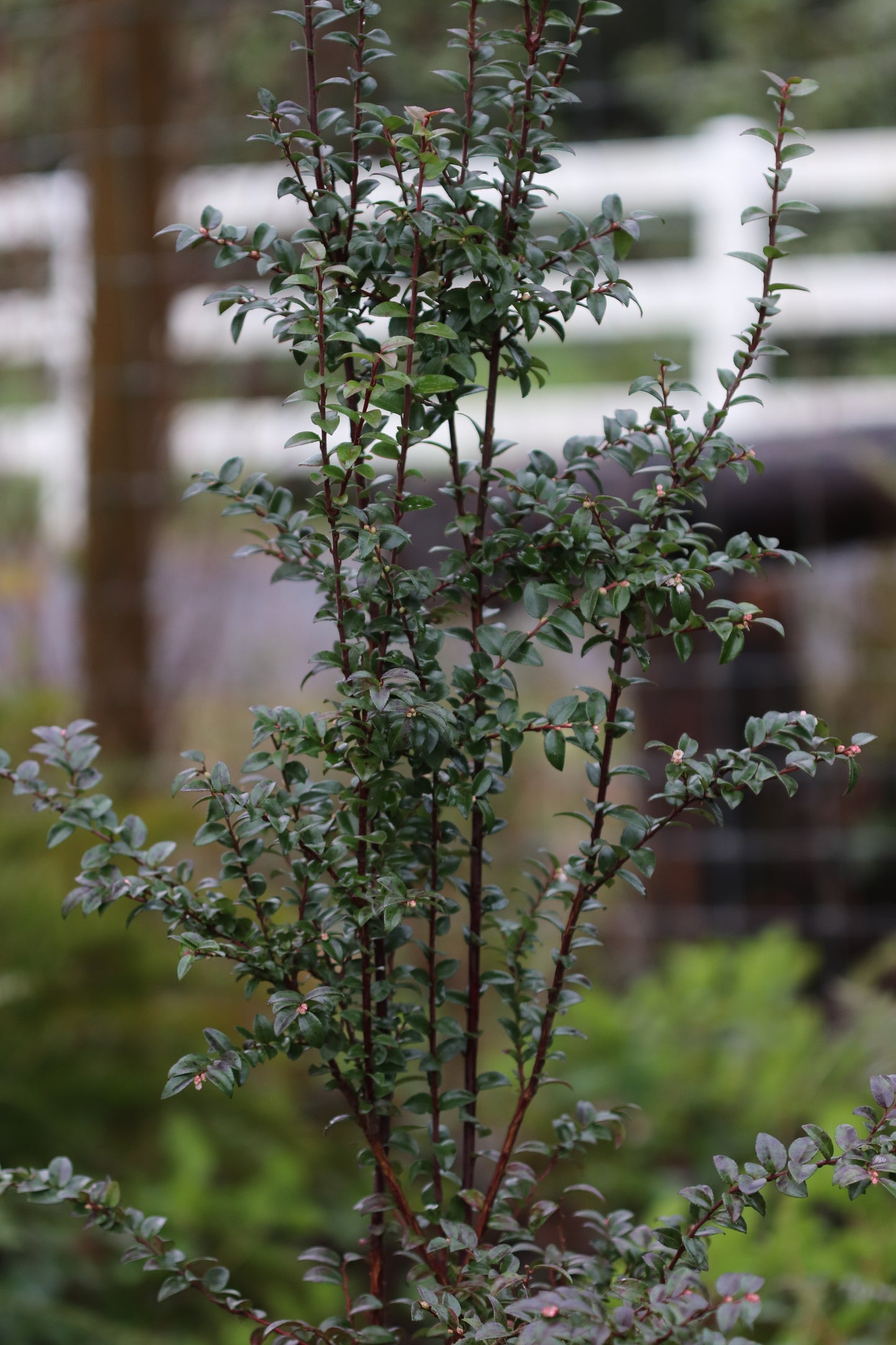 *RETAIL - Vaccinium ovatum
