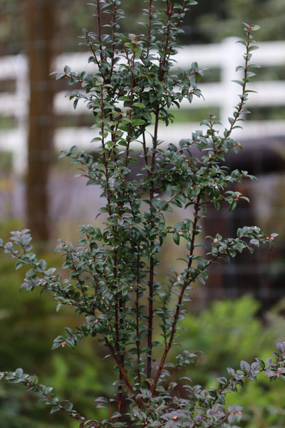 *RETAIL - Vaccinium ovatum