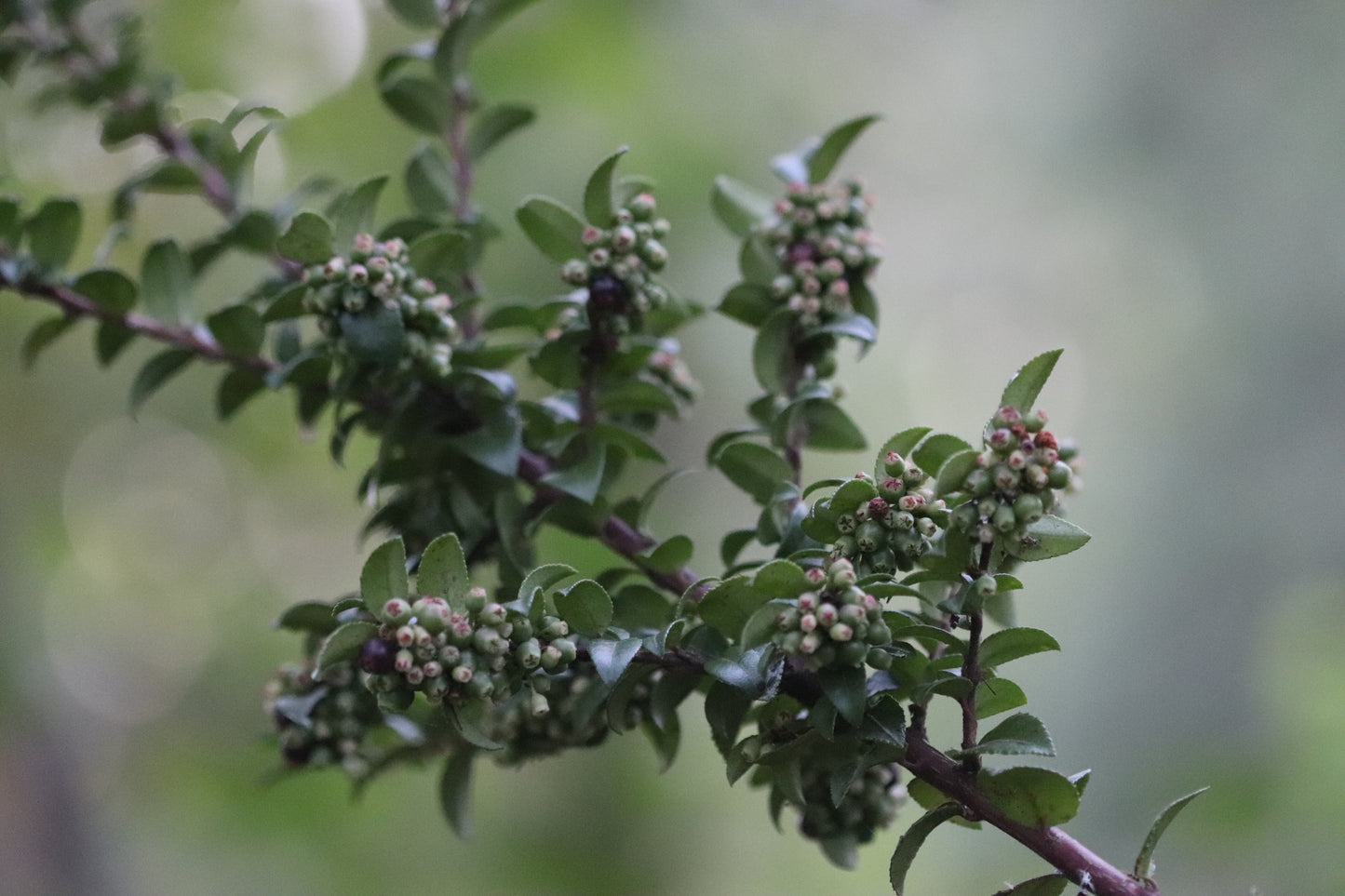 *RETAIL - Vaccinium ovatum