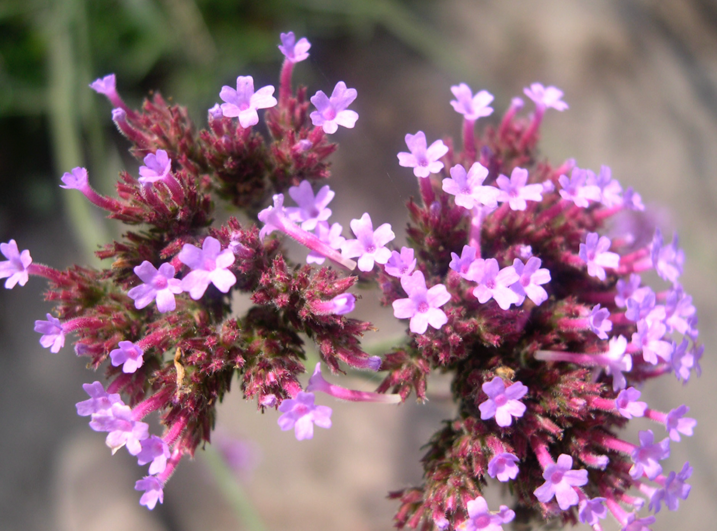 *RETAIL - Verbena bonariensis 'Lollipop'