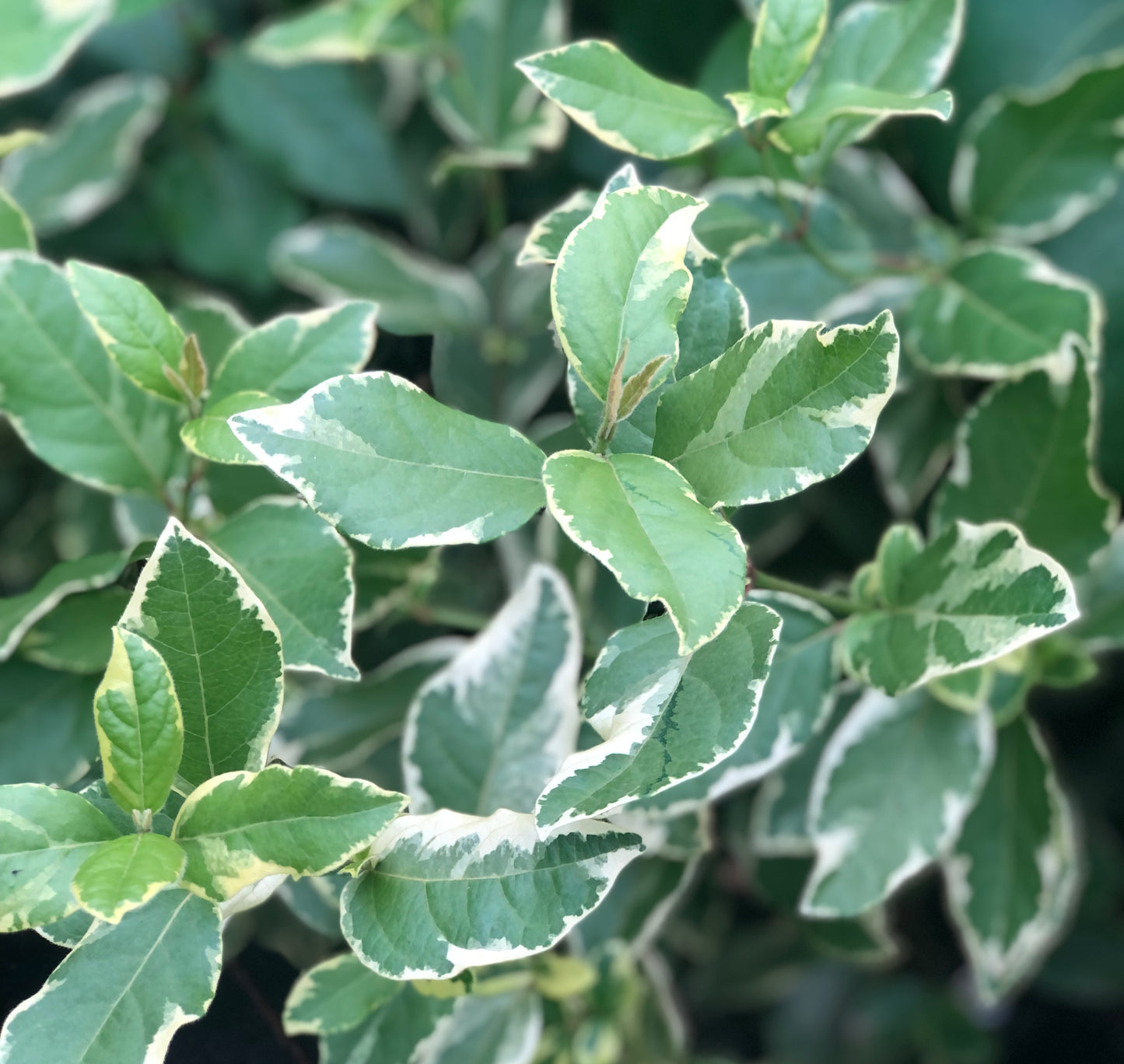 Viburnum tinus 'Bewley's Variegated'
