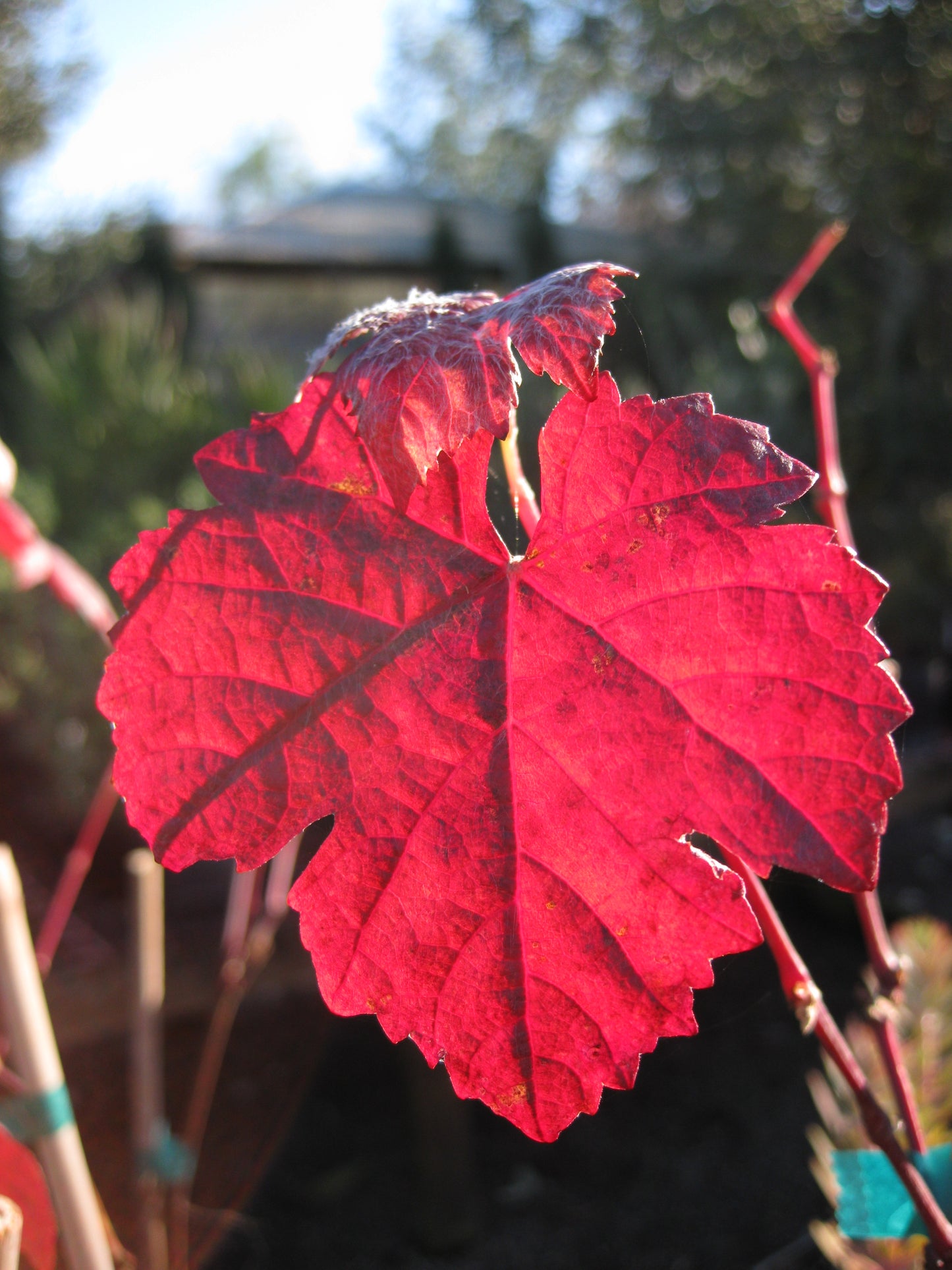 *RETAIL - Vitis californica 'Rogers Red'