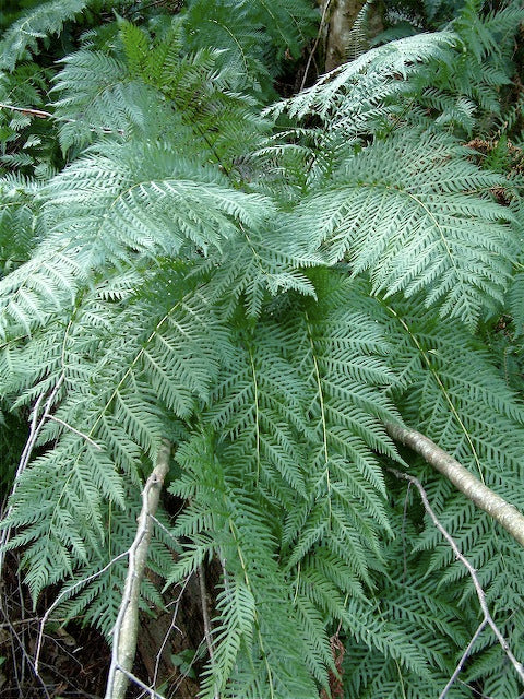 Woodwardia fimbriata [Northern collection / WA]