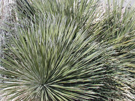 *RETAIL - Yucca angustissima [Tim Hannis]