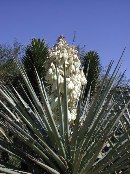 *RETAIL - Yucca baccata [San Juan Co, UT]