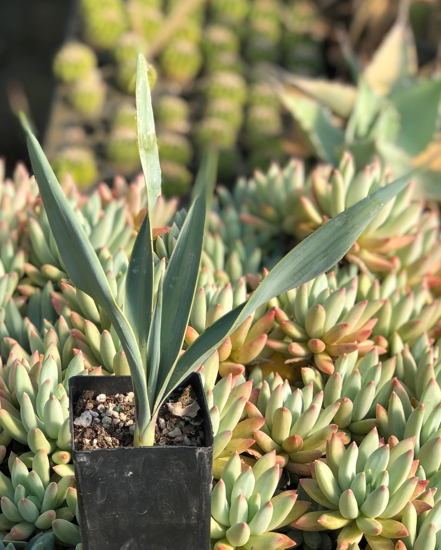 *RETAIL - Yucca pallida