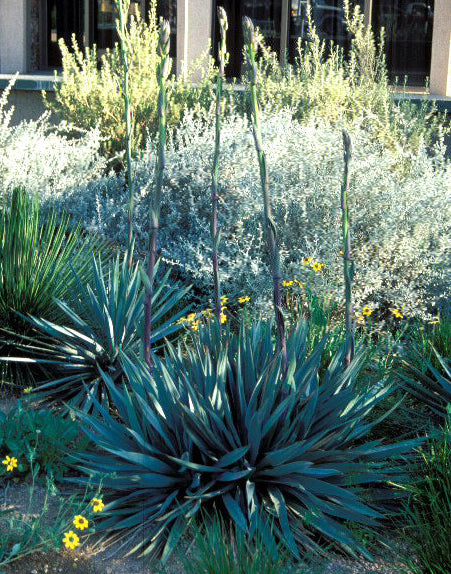 *RETAIL - Yucca pallida