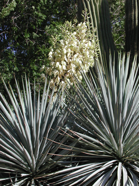 Yucca rigida – Cistus Nursery