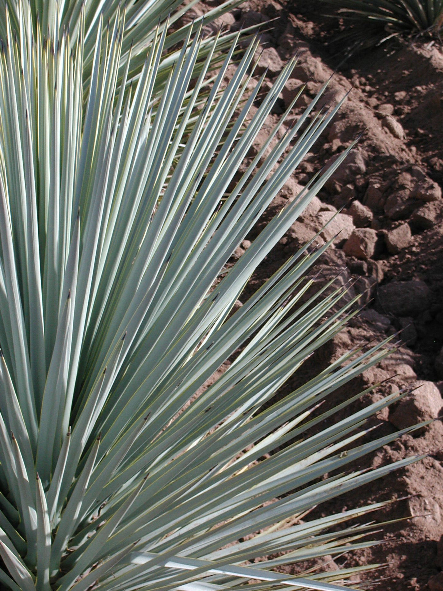 Yucca rigida