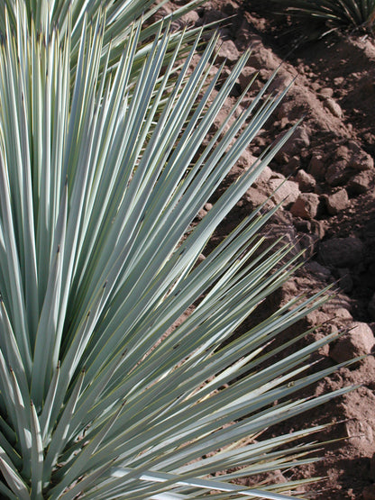 Yucca rigida