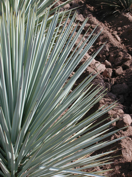 Yucca rigida