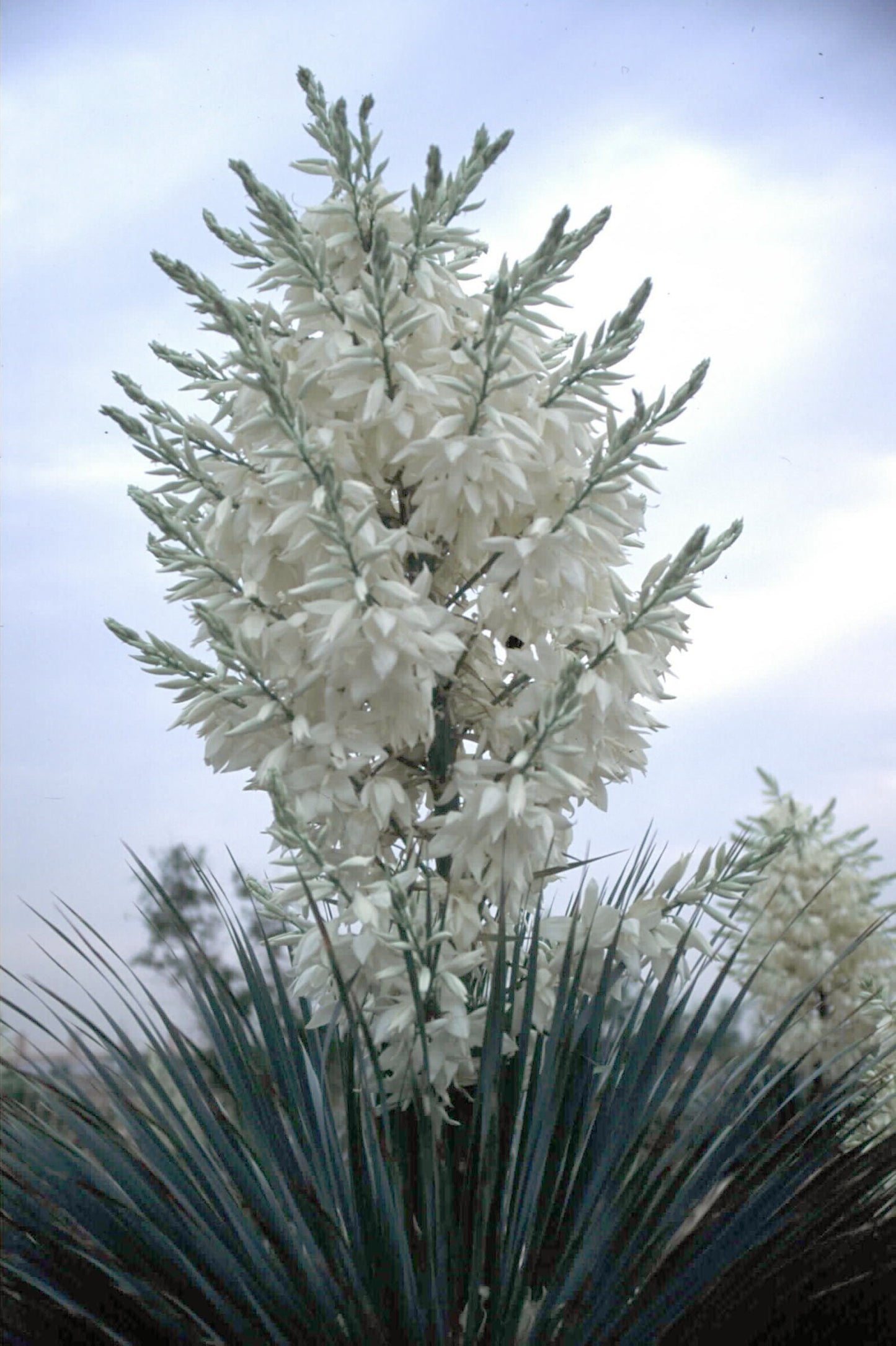 Yucca rostrata 'Sapphire Skies'