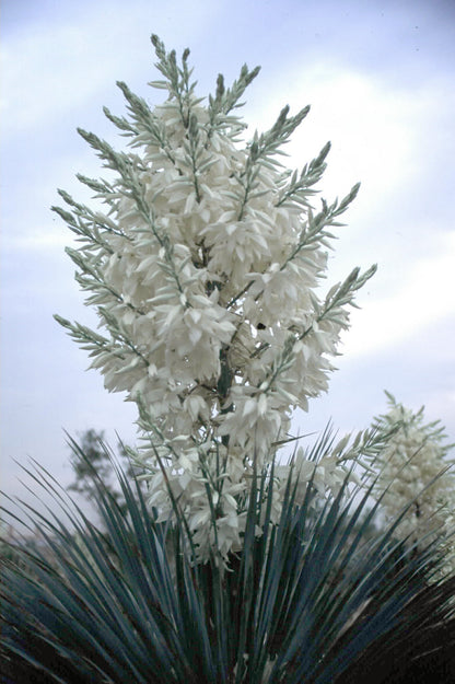 Yucca rostrata 'Sapphire Skies'