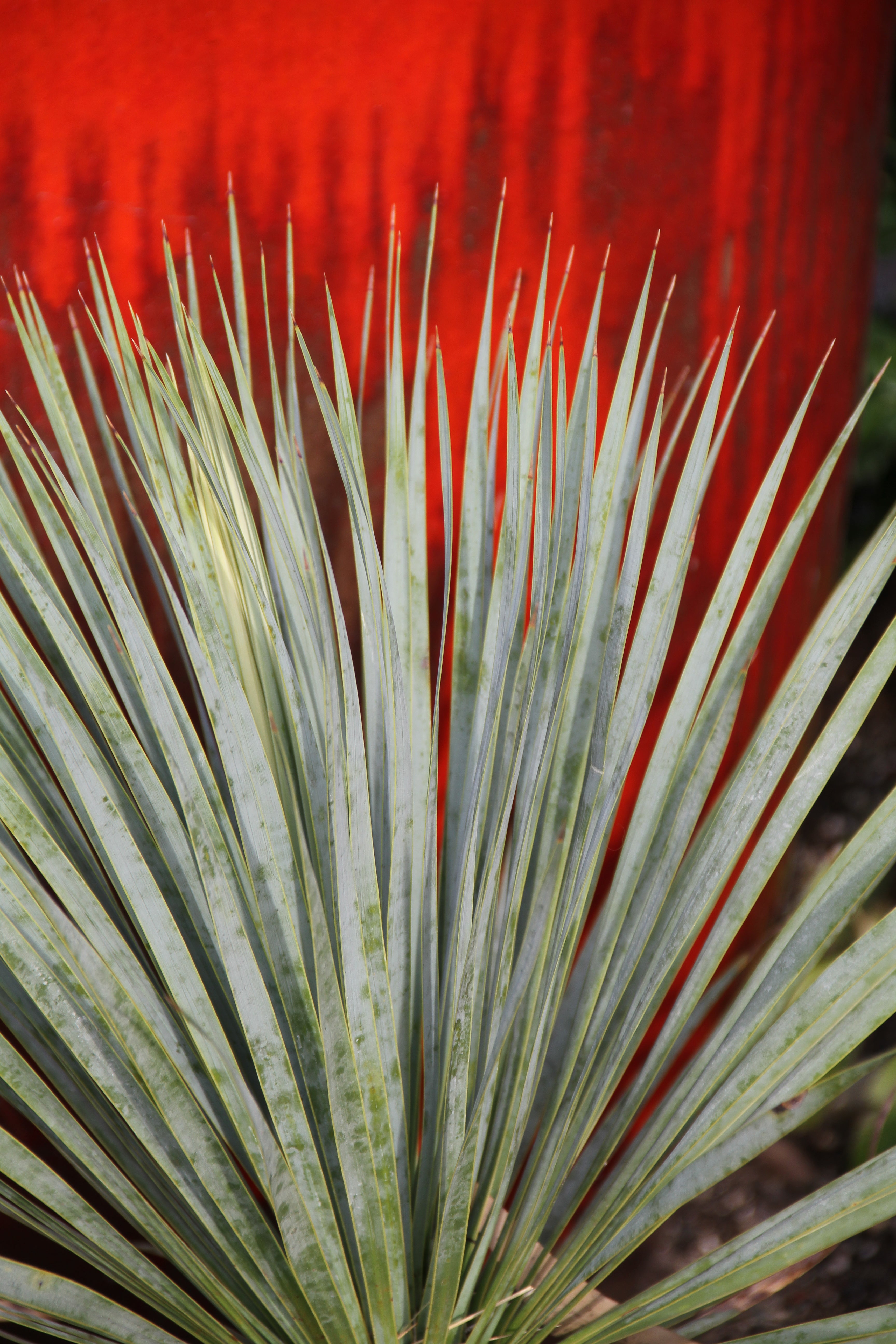 RETAIL - Yucca rostrata – Cistus Nursery