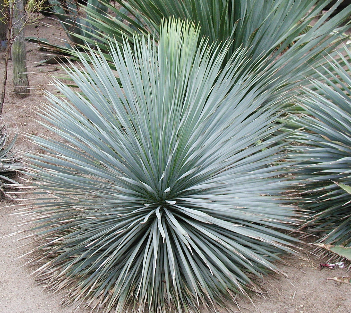 *RETAIL - Yucca rostrata 21.0104 - Black Gap, TX collection