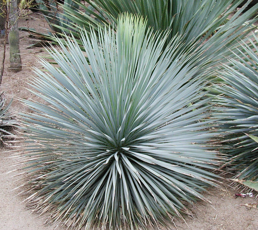 *RETAIL - Yucca rostrata 21.0104 - Black Gap, TX collection