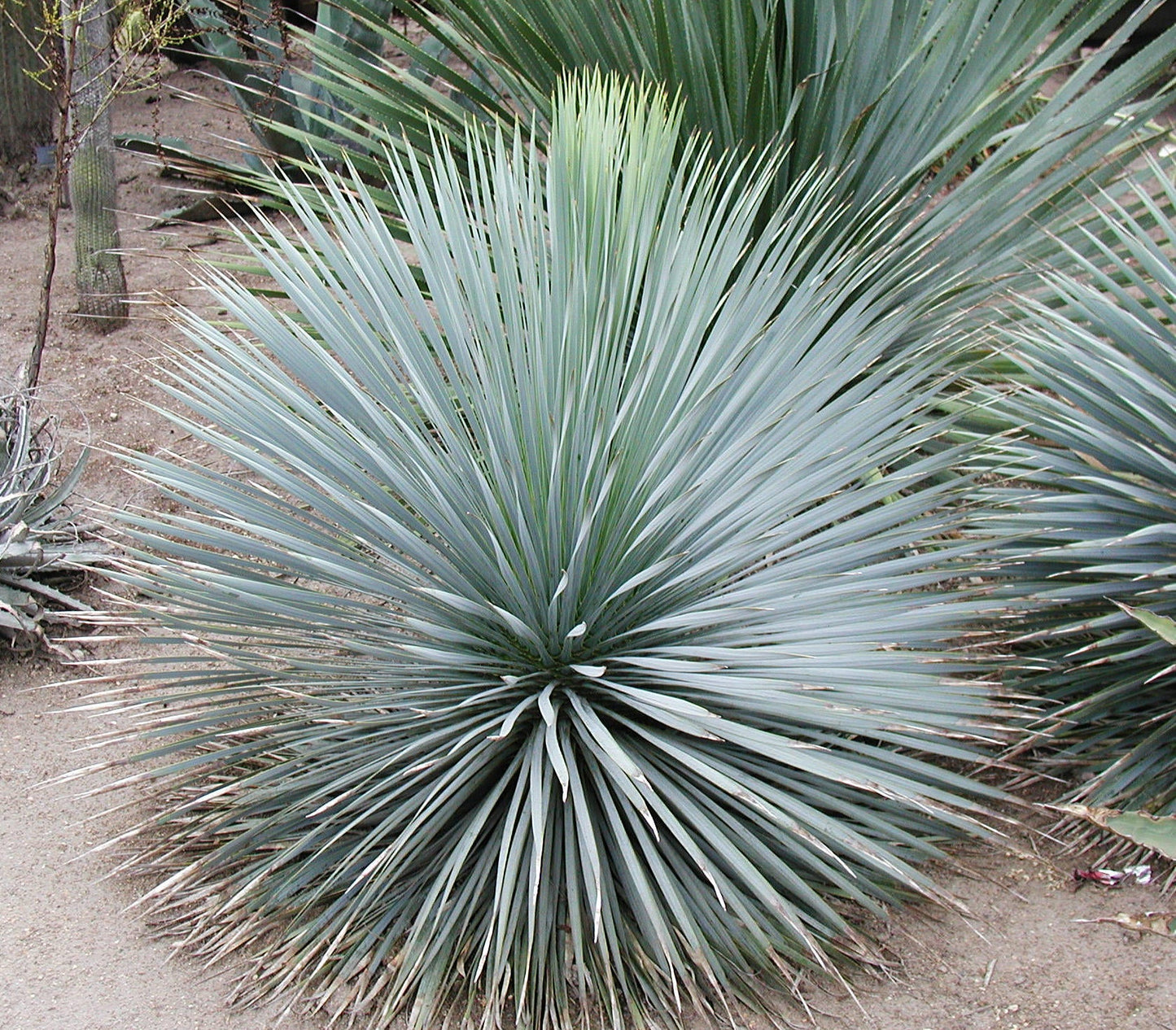 Yucca rostrata 21.0104 - Black Gap, TX collection