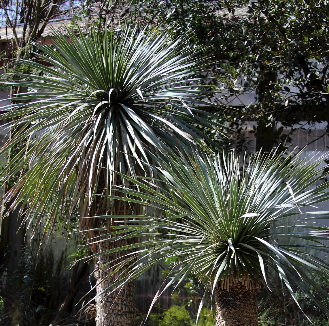 *RETAIL - Yucca rostrata - trunking specimen