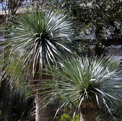 *RETAIL - Yucca rostrata - trunking specimen