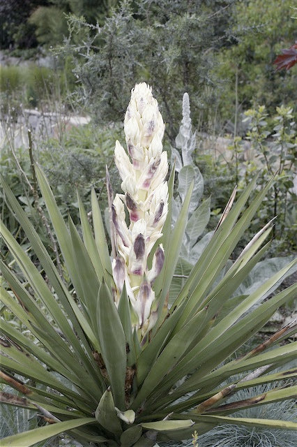 Yucca torreyi [Black Gap]