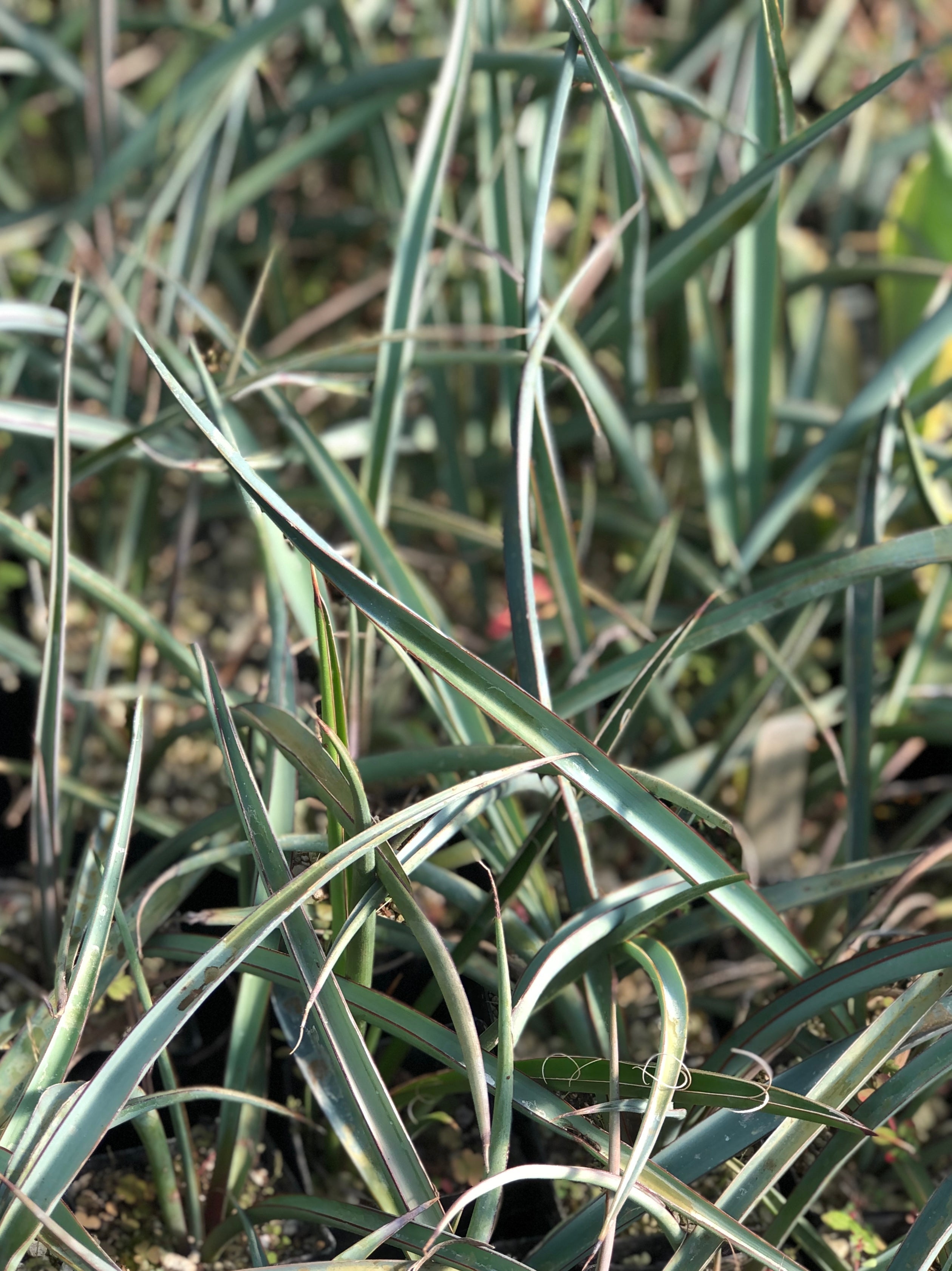 Yucca torreyi [Black Gap] – Cistus Nursery