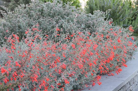 Zauschneria canum 'Catalina'