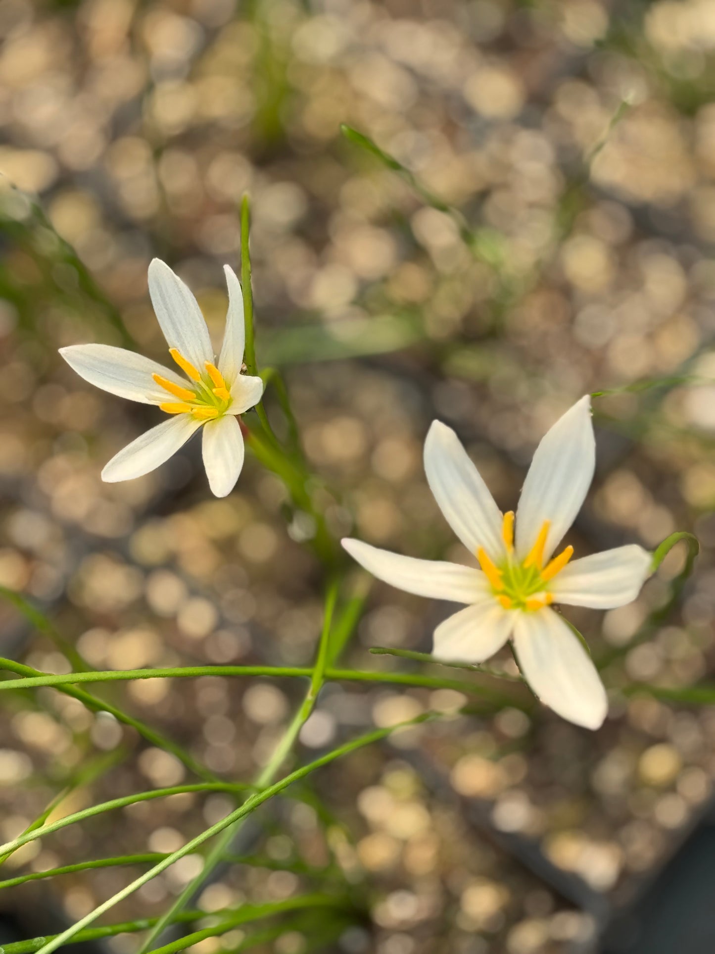 Zephyranthes candida