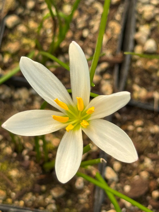 Zephyranthes candida