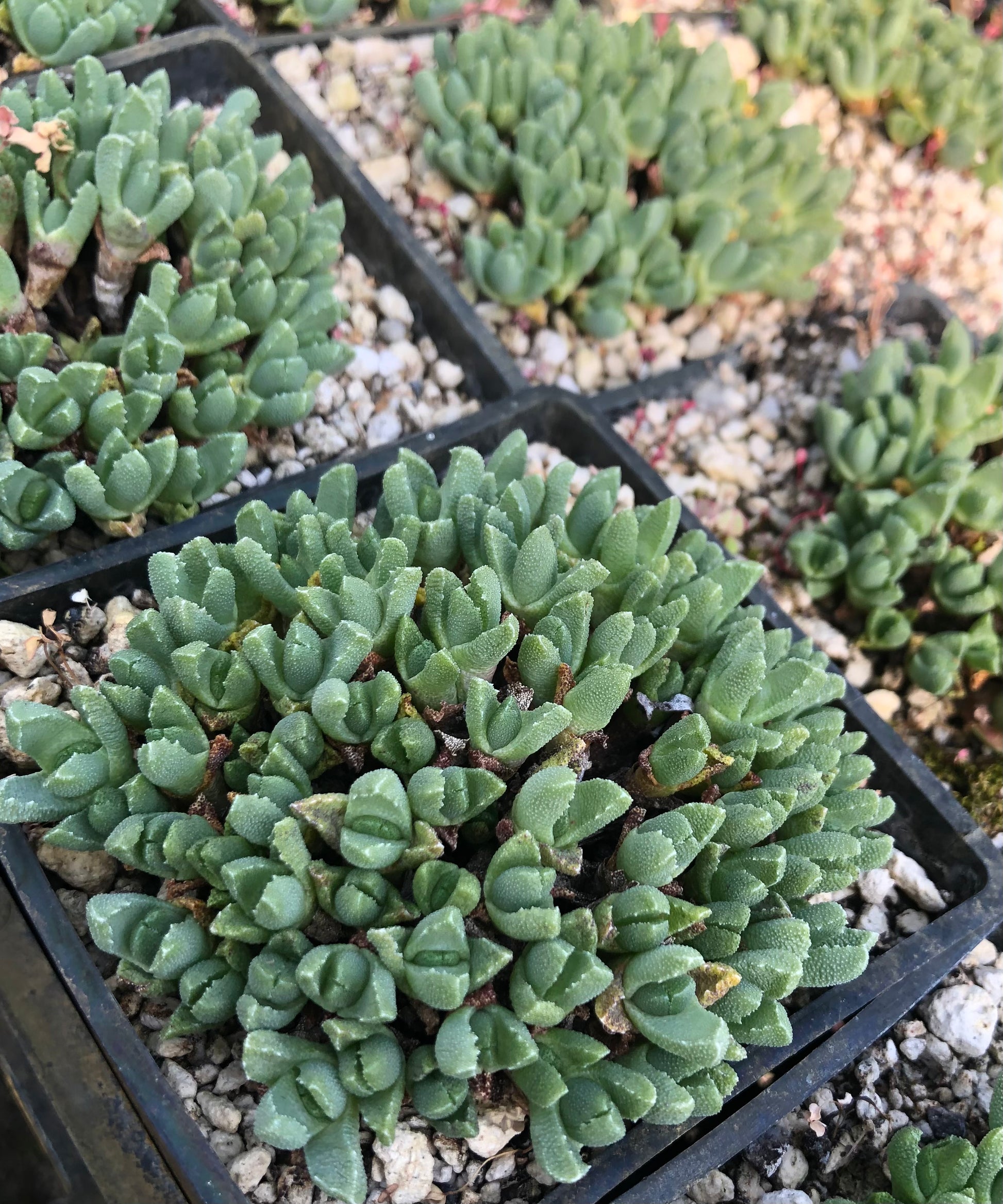 stomatium succulent Stomatium patulum
