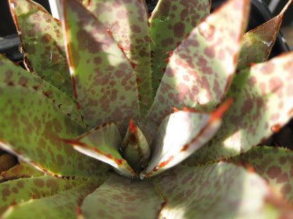 *RETAIL - x Mangave 'Bloodspot'