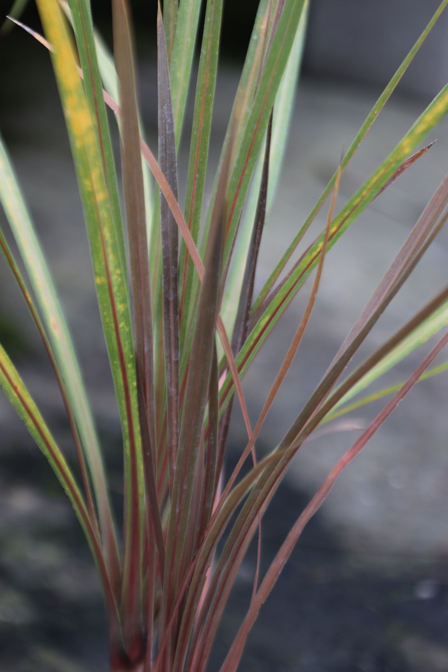 Cordyline australis 'Purpurea'