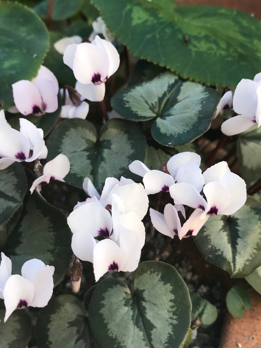 *RETAIL - Cyclamen coum - select leaf forms