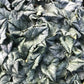 *RETAIL - Cyclamen hederifolium - silver shades