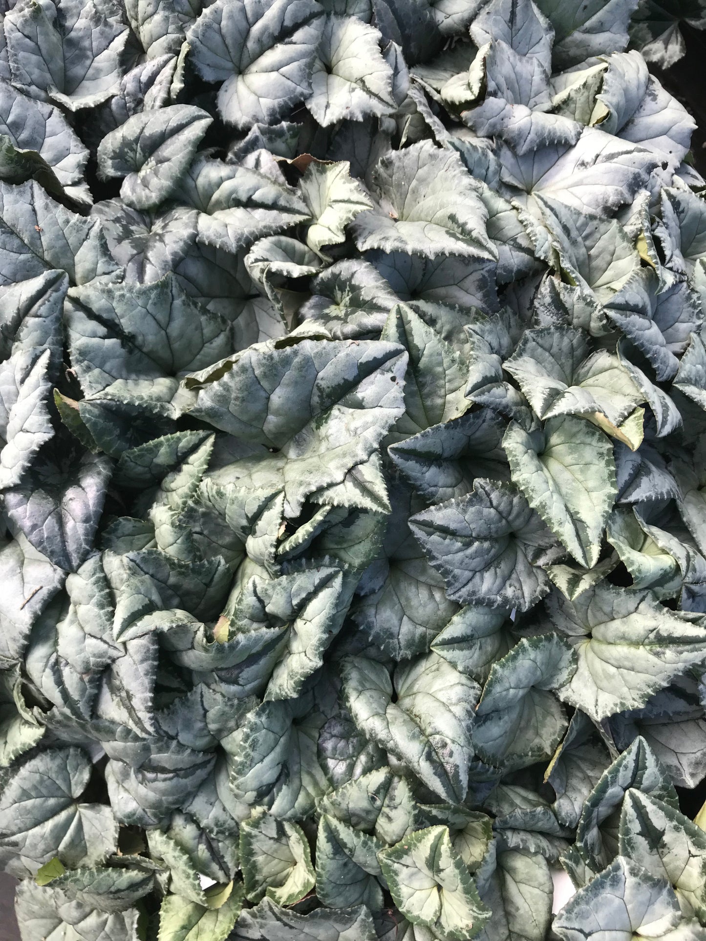 *RETAIL - Cyclamen hederifolium - silver shades
