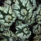 *RETAIL - Cyclamen hederifolium 'Fancy Leaf'