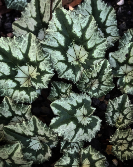 *RETAIL - Cyclamen hederifolium 'Fancy Leaf'
