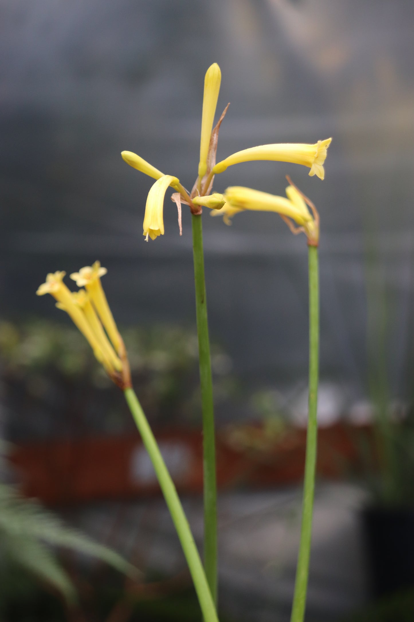Cyrtanthus brachyscyphus [Yellow Form]