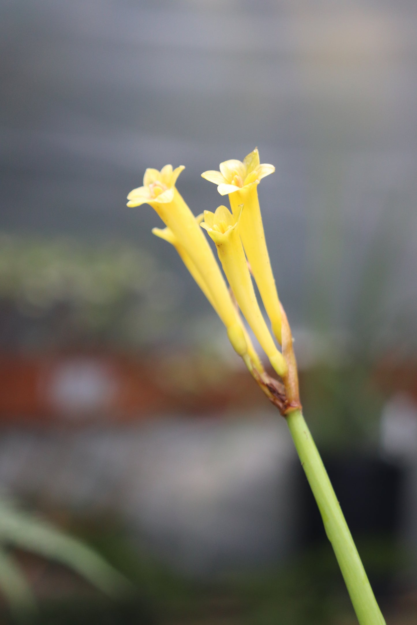 Cyrtanthus brachyscyphus [Yellow Form]