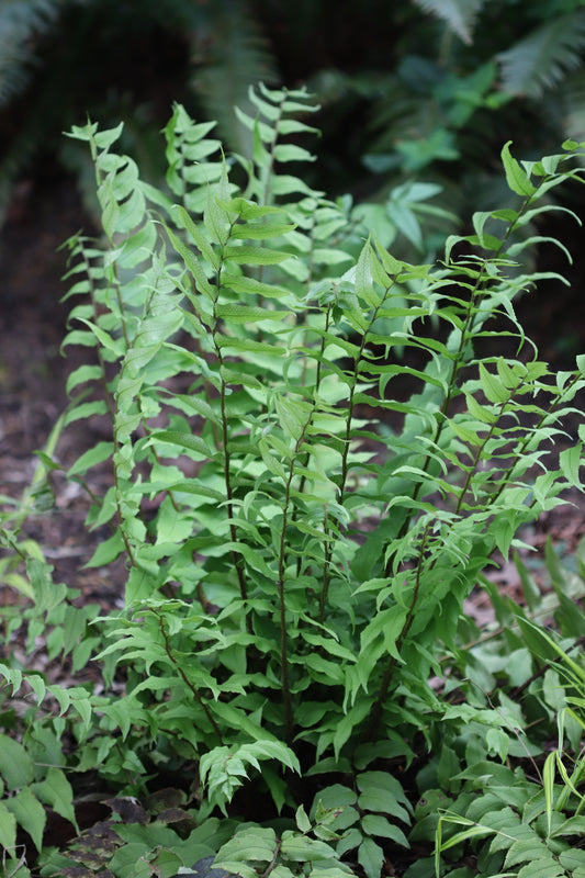 *RETAIL - Cyrtomium fortunei