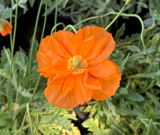 *RETAIL - Papaver pilosum