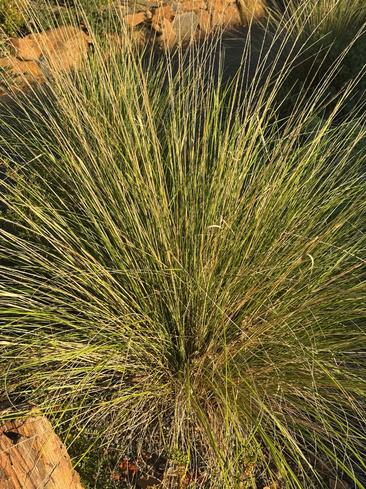 *RETAIL - Muhlenbergia dubia