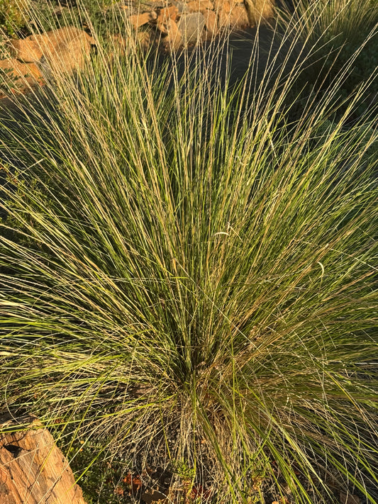 *RETAIL - Muhlenbergia dubia