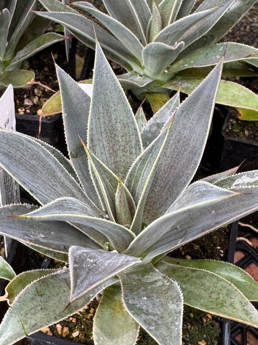 x Mangave 'Lavender Lady' PP29294